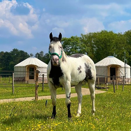 Magnolia Hoeve - Unieke Bestemming Voor Paardenliefhebbers En Bijzondere Overnachtingen In De Natuur Ledeacker Extérieur photo