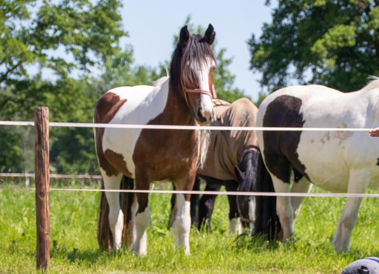 Magnolia Hoeve - Unieke Bestemming Voor Paardenliefhebbers En Bijzondere Overnachtingen In De Natuur Ledeacker Extérieur photo