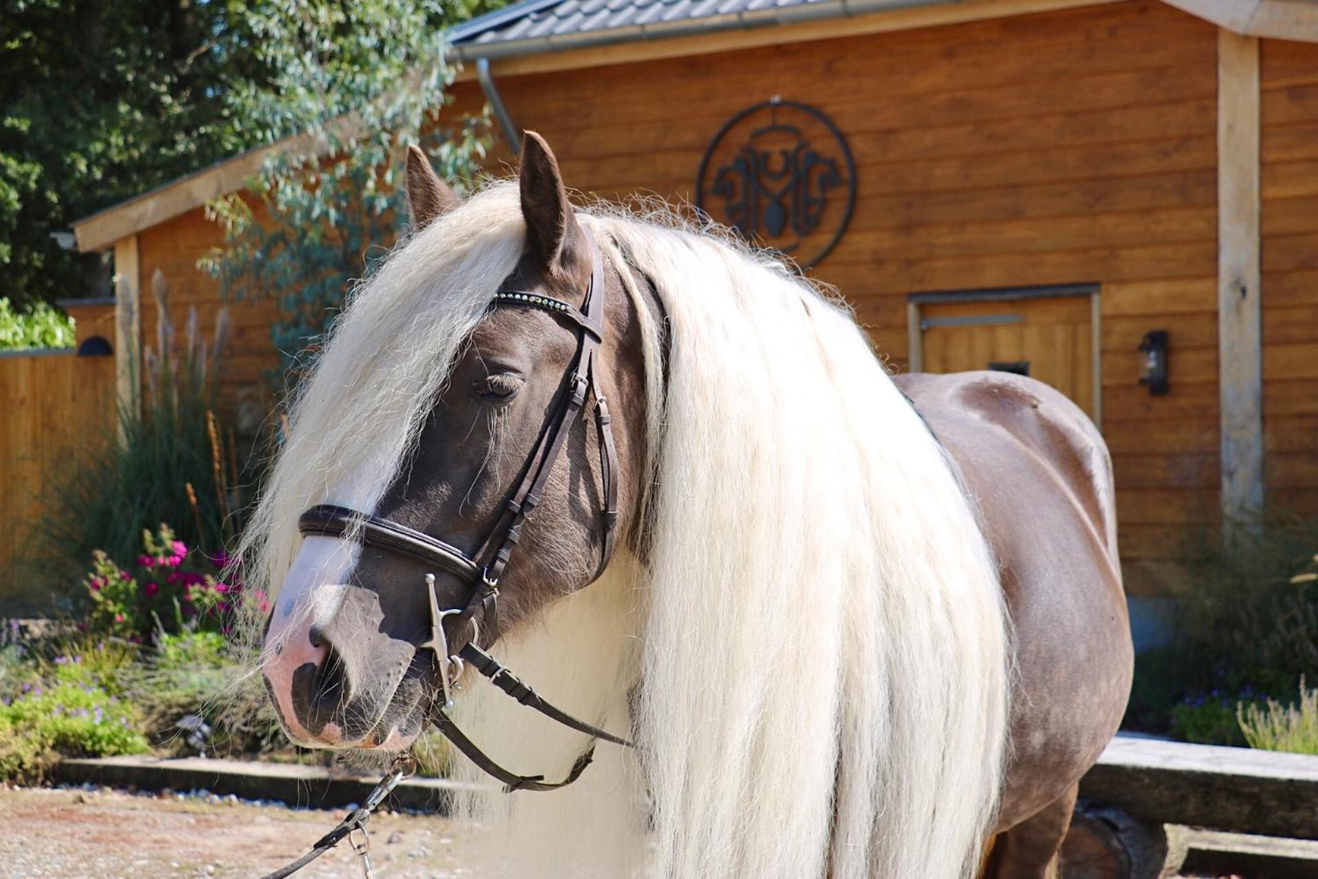 Magnolia Hoeve - Unieke Bestemming Voor Paardenliefhebbers En Bijzondere Overnachtingen In De Natuur Ledeacker Extérieur photo