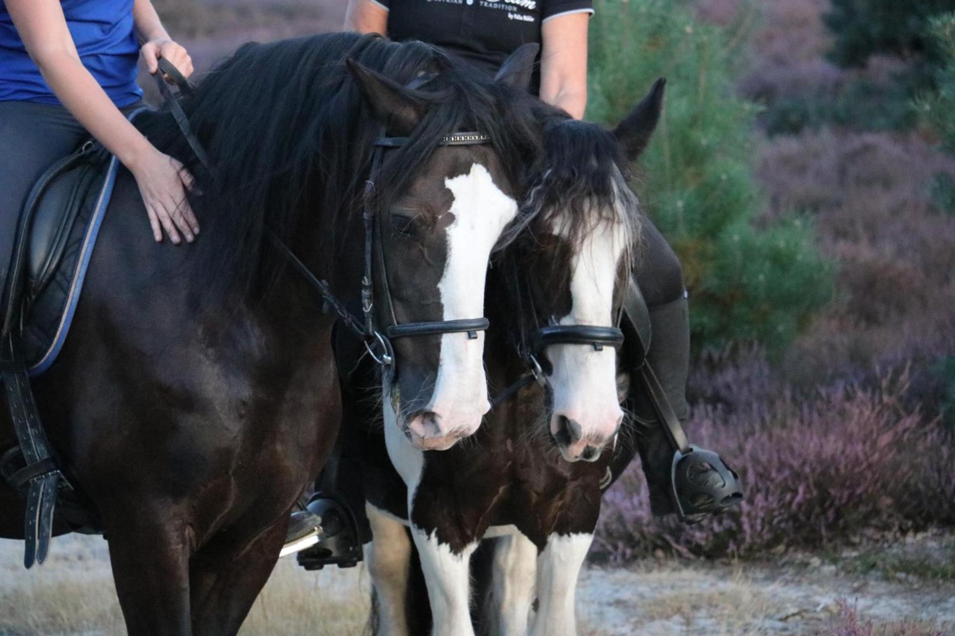Magnolia Hoeve - Unieke Bestemming Voor Paardenliefhebbers En Bijzondere Overnachtingen In De Natuur Ledeacker Extérieur photo