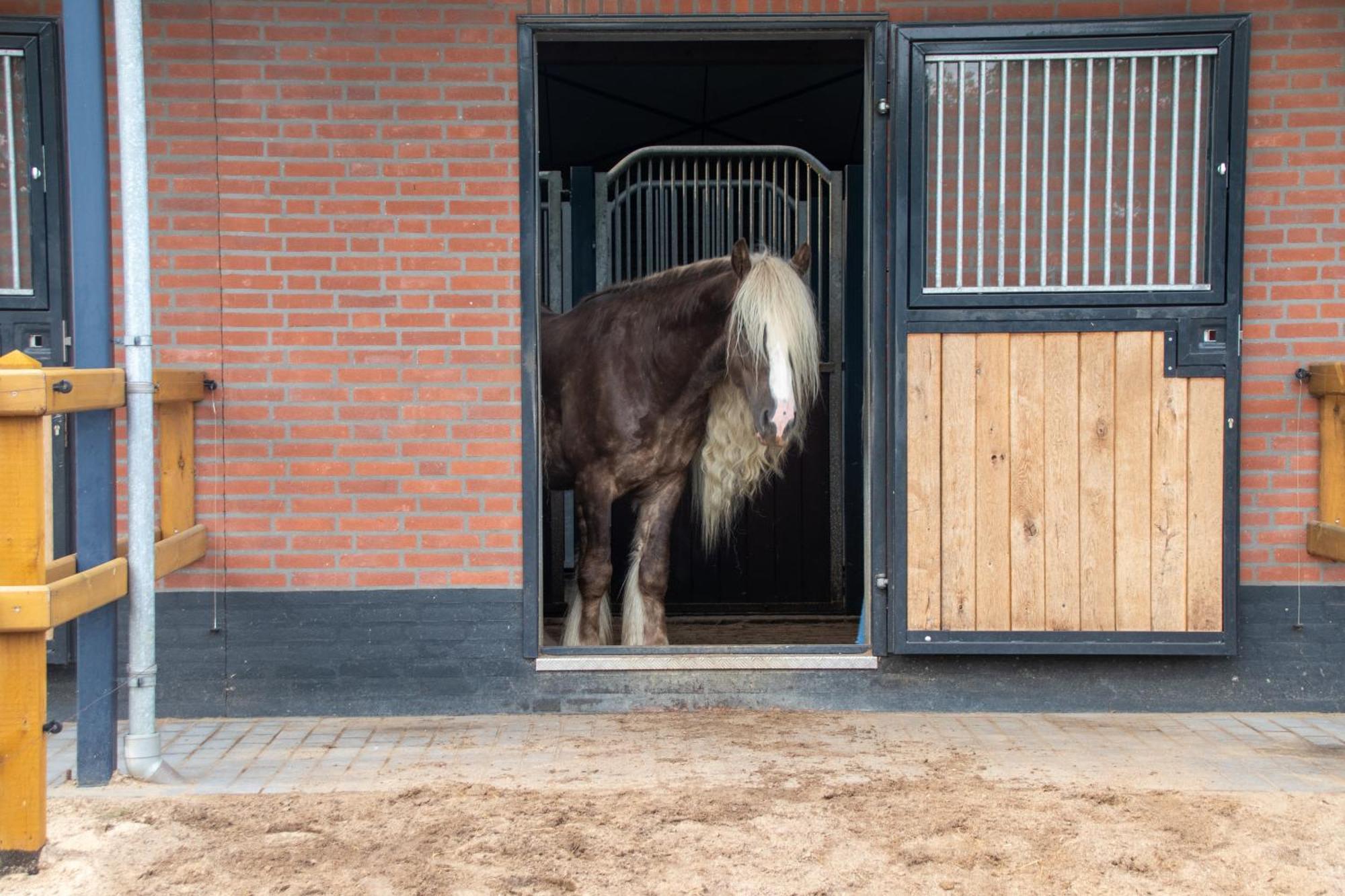 Magnolia Hoeve - Unieke Bestemming Voor Paardenliefhebbers En Bijzondere Overnachtingen In De Natuur Ledeacker Extérieur photo