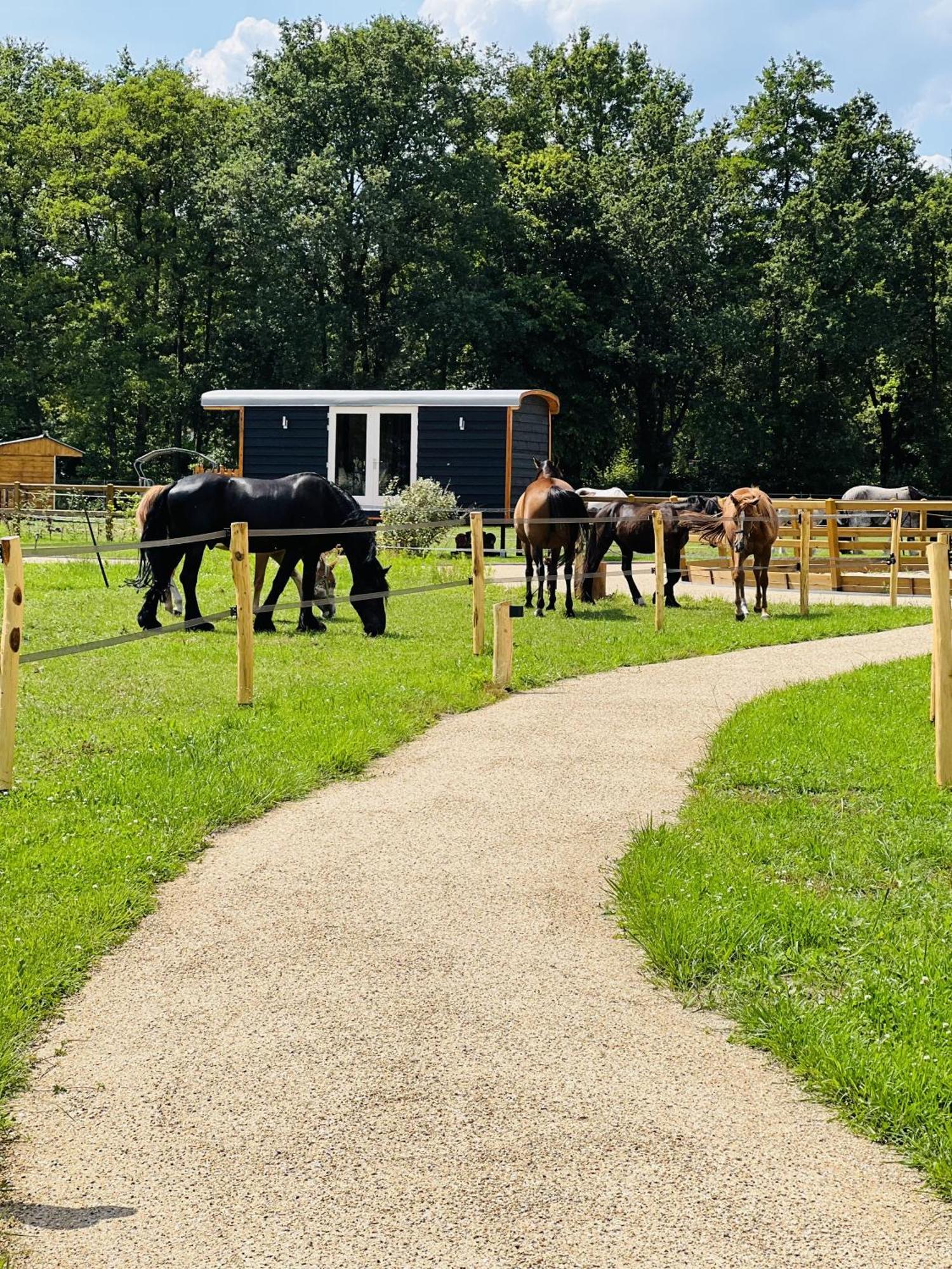 Magnolia Hoeve - Unieke Bestemming Voor Paardenliefhebbers En Bijzondere Overnachtingen In De Natuur Ledeacker Extérieur photo