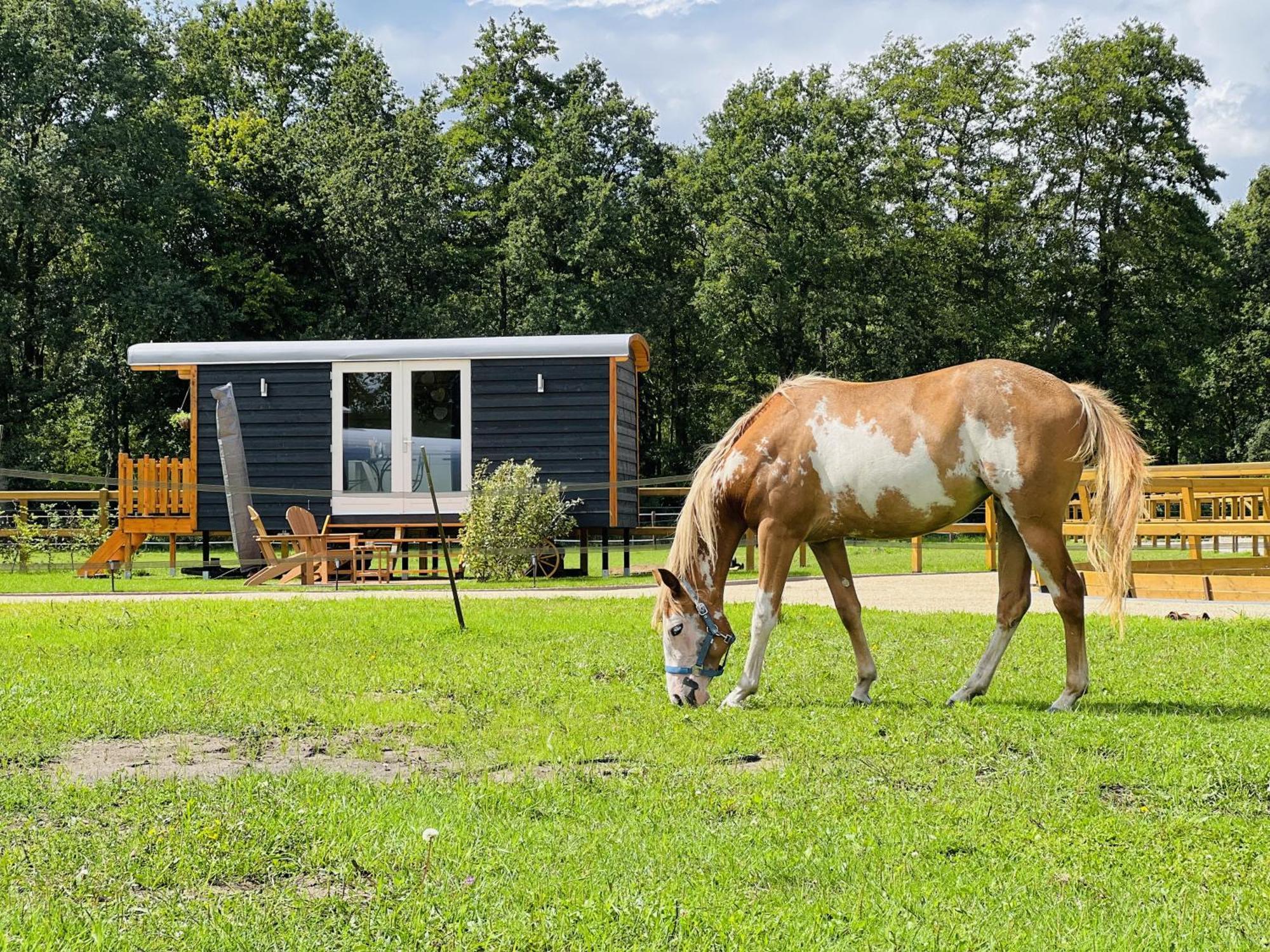 Magnolia Hoeve - Unieke Bestemming Voor Paardenliefhebbers En Bijzondere Overnachtingen In De Natuur Ledeacker Extérieur photo