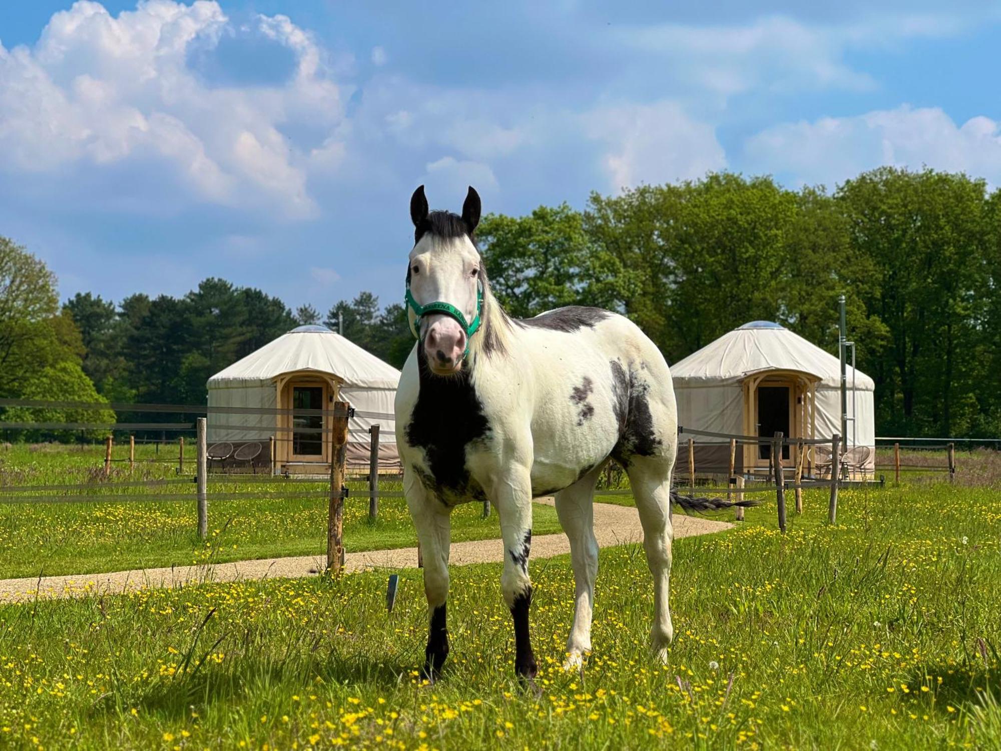Magnolia Hoeve - Unieke Bestemming Voor Paardenliefhebbers En Bijzondere Overnachtingen In De Natuur Ledeacker Extérieur photo